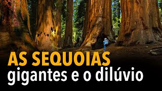 As sequoias gigantes e o dilúvio [upl. by Pike]