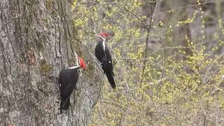 Pileated Woodpecker Mating Tree Dance 20200412 New Paltz [upl. by Wilscam]