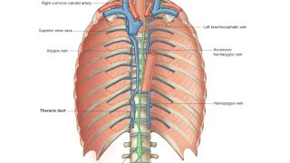 thoracic duct [upl. by Aremihc]