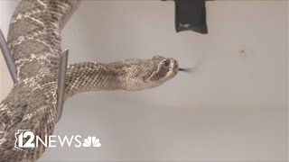 How much does it cost to treat a rattlesnake bite [upl. by Daniell977]