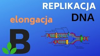 ELONGACJA replikacji DNA  genetyka  KOREPETYCJE z BIOLOGII  205 [upl. by Eleynad]