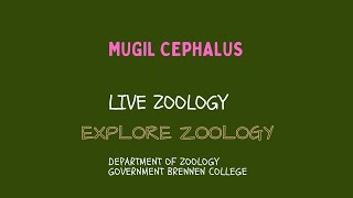 Mugil cephalus [upl. by Nivre794]