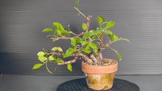 Ficus bonsai pruning and styling tree 2  part 2 [upl. by Euqinu354]