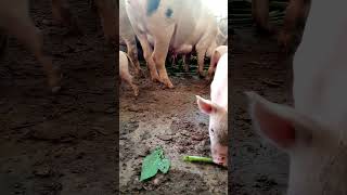 piggery piglets pig [upl. by Nywrad]