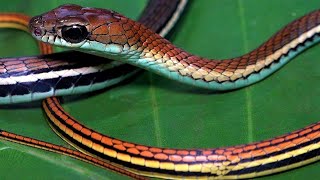 Striped Bronzeback Snake Singapore Snakes [upl. by Erickson]