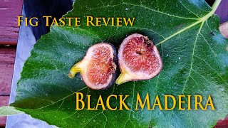 Fig Taste Review  Black Madeira Fig 2020 [upl. by Siloam]