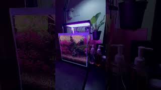 30cm cube aquascape tank aquascape [upl. by Reube924]