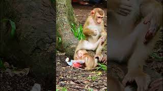 The Carton Milk Make Little Monkey Madness monkeybehaviour wildlifeconservation monkey cute [upl. by Sage]