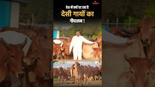 देश में क्यों घट रहा है देसी गायों का गौपालन   Desi Cow  Ananda Dairy Farms  desicow Shorts [upl. by Gerrald936]