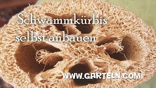 Schwammkürbis selbst anbauen Luffa cylindrica [upl. by Anialed454]