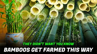 They Didn’t Want You Know Bamboos Get Farmed This Way [upl. by Karil]