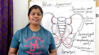 ligament of pelvic in hindi  sacroiliac ligament  Interpubic ligament  sacrotuberous ligament [upl. by Rose]