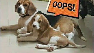 Cute and Adorable Beagle compilation playingbeagles snuggle whisky lemonbeagle [upl. by Natalee]