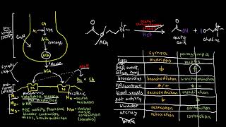 PHARMACOLOGY 24a  Acetylcholine and Cholinergic Receptors [upl. by Childs]