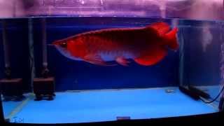 頂級紅龍欣賞 Super Red Arowana [upl. by Pedroza892]