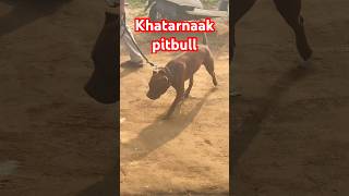 Khatarnaak pitbull aya cooper ke pass  pitbull dog  beagle dog  dog training shorts ytshorts [upl. by Magda]