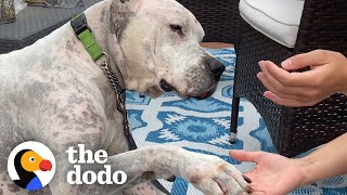 Watch The TearJerking Moment This Dog Meets His New Mom  The Dodo Adoption Day [upl. by Asylla]