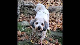 Mogli von die weiße Socke 🐶 🐾 🧦 und seine Lieblingszeit Der Spaziergang im Wald🍂🍃🌳🍃🐶🏃‍♂️🌲🍁 [upl. by Power]