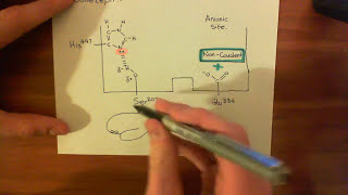 Acetylcholinesterases and Acetylcholinesterase Inhibitors Part 6 [upl. by Rora208]