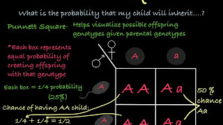 How to Use Punnett Squares [upl. by Enelrahs441]