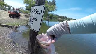 Almaden Lake Fishing 7lb 10oz Monster Largemouth Bass San Jose [upl. by Scholem]