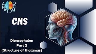 Diencephalon Part 2  Structure of The Thalamus [upl. by Diantha581]