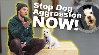 How to STOP DOG AGGRESSION Dog Training with Americas Canine Educator [upl. by Walker]