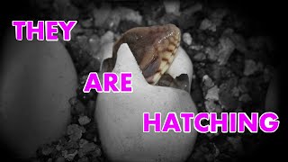 THEY ARE HATCHING [upl. by Dynah116]