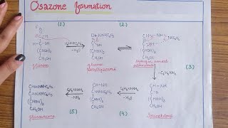 Osazone formation mechanism BSc 3rd year [upl. by Lotsyrk]