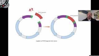 Ligation of PCR Products [upl. by Arodoeht683]