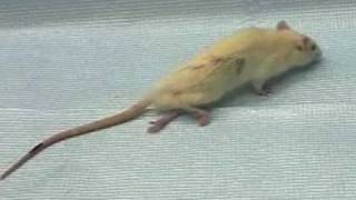 Paralyzed rat walks again with human Embryonic Stem Cells [upl. by Can]