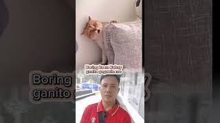 Boring na SI daga napahanga SI cat catcat funny animals [upl. by Eb]