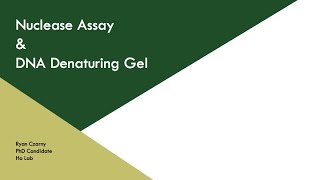 Nuclease Assay amp DNA Denaturing Gel  CSU BMB Exploring Biochem [upl. by Aremus64]