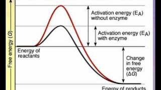 Action of Enzymes A Level AS Biology Revision [upl. by Lesh]