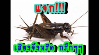 เสียงจิ้งหรีด2017 ชัดแจ๋ว [upl. by Ludwog]