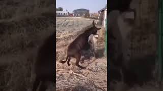 quotCourageous Donkey Defends Itself Against Hyena Attack An Epic Battle of Survivalquot [upl. by Aseiram68]