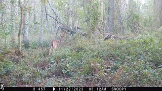 Maurepas Swamp WMA Trail Cam Videos Therequotre starting to chase [upl. by Selrhc6]