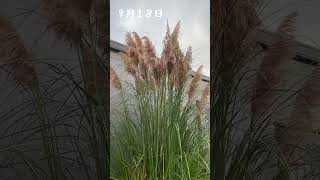 14年目 パンパスグラスのシーズンがやってきた 宿根草の庭 Cortaderia selloana [upl. by Fiertz]