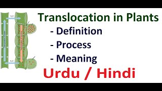 Translocation in Plants Urdu  Hindi [upl. by Kirbee]