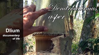 Giant bamboo Dendrocalamus asper  part 1 [upl. by Anes810]