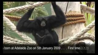 Baby Siamang at Adelaide Zoo [upl. by Corney]