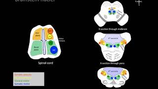 Understanding brainstem cranial nerve nuclei [upl. by Balling]