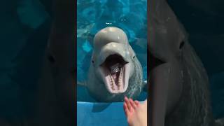 Dolphin Ate Fish 🐬 shortsvideo [upl. by Sset]