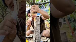 The Next Level Of Grafting Techniques farming bonsai magic [upl. by Ahsinel]