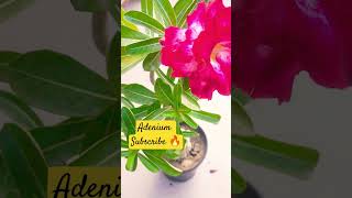 Adenium flower plants care and tips in hindi bollywood hindisong adenium [upl. by Paryavi]