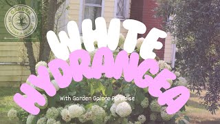 White Hydrangea flower new views garden nature blooms vlog videoviral subscribe gardening [upl. by Acinoj567]