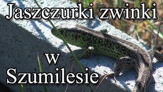 Jaszczurki w Szumilesie [upl. by Virgie567]