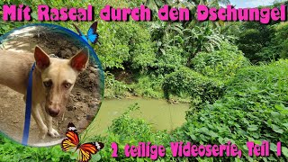 Mit Rascal durch den Dschungel Über die Philippinen VLOG [upl. by Rramal]