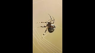 Watch this Orbweaver SPIDER Build its WEB  Slow Motion shorts [upl. by Bonner]