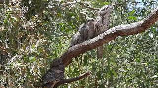 Tawny Frogmouth family Hervey Bay Qld [upl. by Fitz961]